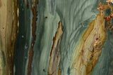 Free-Standing, Gary Green Jasper (Larsonite) Bog Wood - Oregon #334795-2
